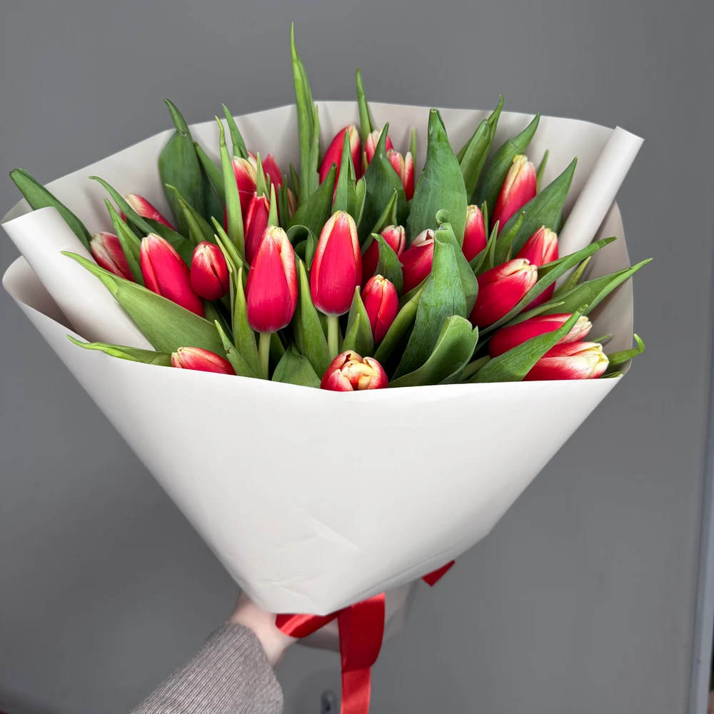 Букет красно-кремовых тюльпанов 25 шт 